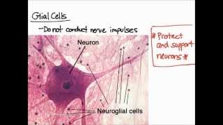 Nervous Tissue Overview [upl. by Ardenia12]