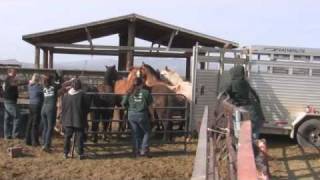 Horses and Mules Rescued [upl. by Edwyna]