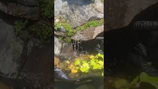 Pregnant Shubunkin fish jumps straight out of water towards waterfallshubunkin fish shortsvideos [upl. by Amorete]