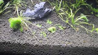 RareAquaticPlants  Elatine hydropiper planting [upl. by Falo4]