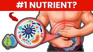 1 Nutrient To Improve Gut Health  Best Foods To Improve Your Gut Health [upl. by Anitahs]