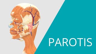 Parotis  Interactive 3D Anatomy Model of the Parotis [upl. by Gschu940]