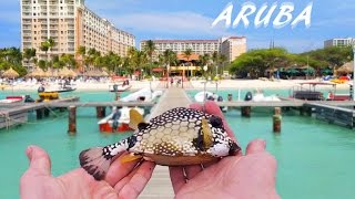 Dock Fishing for Tropical Species  Aruba Pt 1 [upl. by Ariamat]