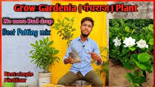 How to Grow Gardenia plant in pot  Gandharaj Buds drop problem solve  गंधराज का पेड़ कैसे लगाएं [upl. by Lenahc]