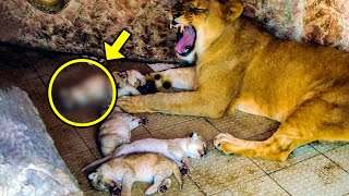 This Lioness Gave Birth Staff Screamed When They Saw Her Offspring [upl. by Mosora]