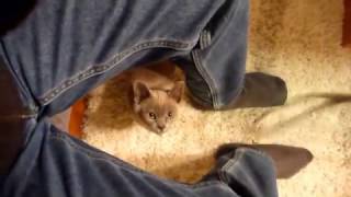 Introducing Rocky Burmese cats are FAST [upl. by Cyndie]