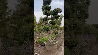 Big bonsai of plants bonsai gardening cactustree garden fruit plants [upl. by Namzed]