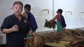 Nick Perdomo Explains quotWatering the Tobaccoquot During The Fermentation Process [upl. by Flan]