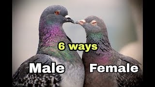 Male and Female in Pigeons   6 Ways to Identify [upl. by Cykana40]