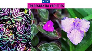 Tradescantia Varieties A to Z [upl. by Felt]