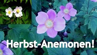 Das letzte Aufbäumen der Blüten  Die Herbst Anemone im Profil [upl. by Graff747]