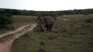 Amakhala Game Reserve 8 South Africa [upl. by Sayers]