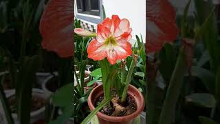 Hippeastrum Amaryllis MINERVA [upl. by Brindle]