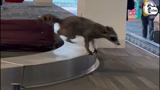 Raccoon runs rampant through Philadelphia airport baggage claim [upl. by Vonnie]