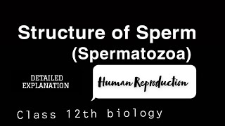 Structure of Human Spermatocytesspermatozoa  Human Reproduction humanreproductivesystem [upl. by Aniakudo]