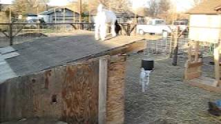 2 week old baby goats jumping on shed [upl. by Isbella]