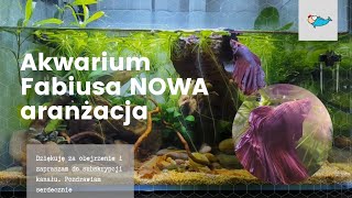 Akwarium bojownika nowe akwarium  Pani Akwarystka [upl. by Odinevneib929]