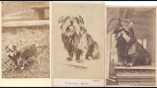 What is the real story of Greyfriars Bobby [upl. by Oaoj]