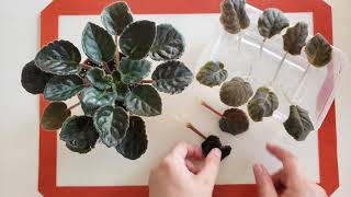 African violet Saintpaulia easy amp simple propagation from leaf to plantlet [upl. by Acinat]