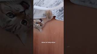 Yaramazlık yapan kediler eyvah eyvah paşa dağıttı cat keşfet cuteanimal kedi cutecat kitten [upl. by Adnuhs]