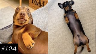 Dachshund Compilation  Funny And Cute Videos [upl. by Willette]