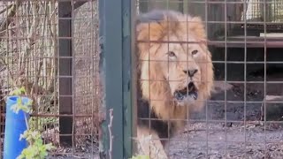 Roaring Asiatic Lion at Edinburgh Zoo  140323 [upl. by Einavoj531]