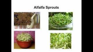 How To Grow Alfalfa Sprouts [upl. by Nhguavaj]