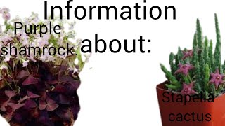 Some information about purple shamrocks and Stapelia cactusinformation stapelia cactus shamrocks [upl. by Lodhia564]