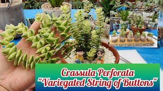 Crassula Perforata quotVariegated String of Buttonsquot Propagation in Water  BIKOLANAHARDINERA [upl. by Iznil]