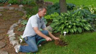 Dividing Hostas RoseHill Gardens Video Series Episode Five [upl. by Ahsilak]