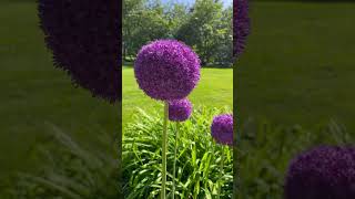 Purple giant allium giganteum flower nybotanicalgarden emmari6936 [upl. by Zednanreh]