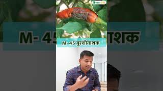 एम 45 बुरशीनाशक  m 45 fungicide in marathi fungiside m45 bharatagri 😍✌️💯 [upl. by Kumagai346]