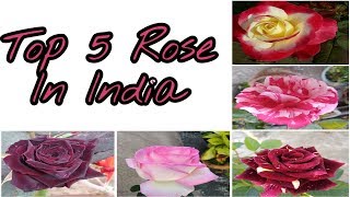 Top 5 Roses in India [upl. by Nealson]