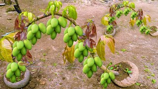 Unique​ Technique  Grafting Mango Tree Using Coconuts Growing Faster and Has Many Fruits [upl. by Atires126]