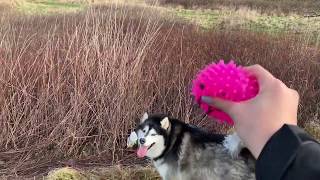 FETCH WITH MALAMUTES [upl. by Rubma]