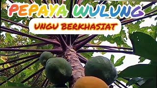 KHASIAT PEPAYA WULUNG [upl. by Ymrots]