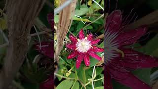 Passion flower  fabulous  flower lovers🌿🌺🌿 [upl. by Onurb]