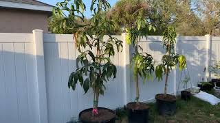 Fairchild Condo Mango Trees [upl. by Diann]