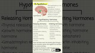 The Hypothalamus full details🔥 hypothalamus notes shorts [upl. by Enyallij174]