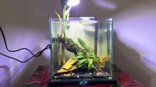 Betta Fish Tank Setup  Extra Clear Zero Silicon Cube Tank [upl. by Nitfa]