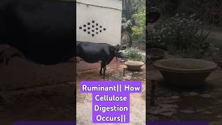 Ruminants How Herbivores digest Food Cow and Digestion of Food [upl. by Eisen]