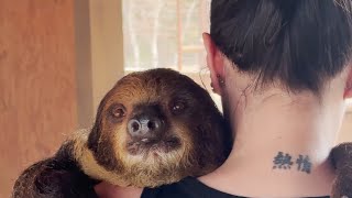 Sir Winston the HUGGING SLOTH reactions‼️ [upl. by Enaud]