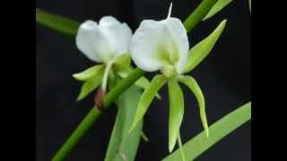 Angraecum eburneum  Öffnen und Schliessen der Blüte [upl. by Magda669]