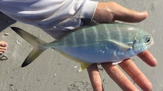 Surf Fishing Clearwater Beach Florida [upl. by Enelam]