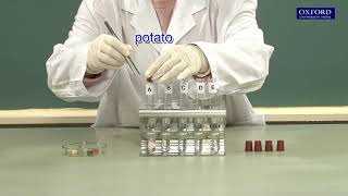 Practical 41 Demonstration of the action of enzymes [upl. by Nebra546]