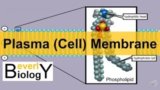 Plasma membrane  Cell Membrane updated [upl. by Pamella718]