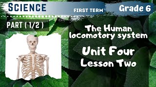 Science  Grade 6  The Human locomotory system  Part 12  Unit Four  Lesson Two [upl. by Ettesoj]