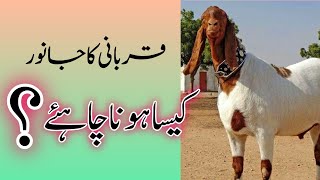 Qurbani Ke Janwar Kaisa Hona Chahiye Qurbani  Eid ul adha trending eiduladha [upl. by Carrnan]