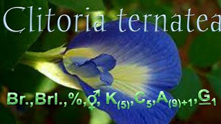 How to construct the Floral digaram and formula of Clitoria ternatea [upl. by Frodin]