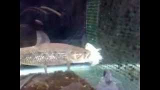 Wolf fish vs Tilapia [upl. by Ducan]